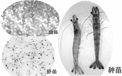 我国对虾产业仍然依赖进口种虾
