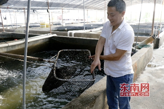 “金砖品质”石斑鱼 从福建东山“游”上国宴餐桌