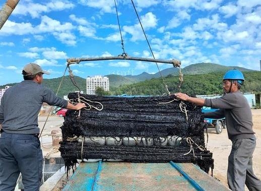 广东汕头南澳头水紫菜收成喜人 产量比去年同期增加一倍